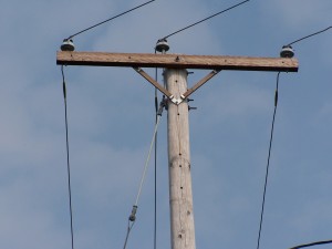 Detail of upper part of noisy power pole at Glen Park